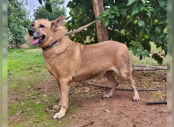 Lisa, menschenbezogen und verspielt