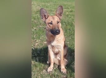 Aria, katzenfreundlich und sehr lieb