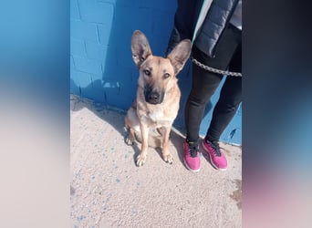 Aria, katzenfreundlich und sehr lieb