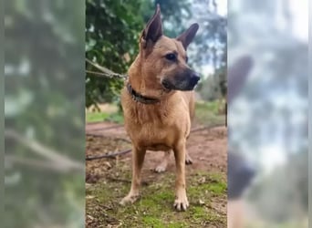 Lisa, menschenbezogen und verspielt