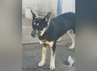 Leia, ein Herz voller Dankbarkeit