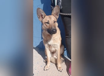 Aria, katzenfreundlich und sehr lieb