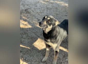 Leia, ein Herz voller Dankbarkeit