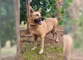 Lisa, menschenbezogen und verspielt