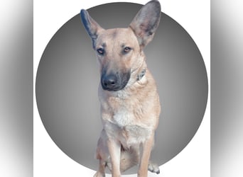 Aria, katzenfreundlich und sehr lieb