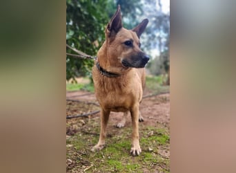 Lisa-Notfall! Einschläferung droht.  Auch Ps möglich