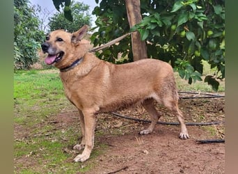 Lisa, absoluter Notfall! Katzenverträglich