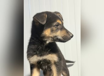 Nougat, wild frech und wunderbar