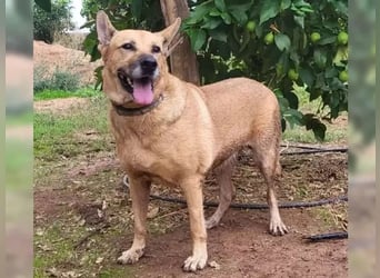 Lisa-Notfall! Einschläferung droht.  Auch Ps möglich