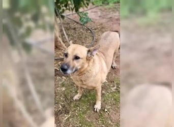 Lisa, absoluter Notfall! Katzenverträglich