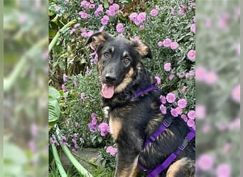 Enola - soziale Junghündin sucht ihre Familie