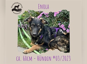 Enola - soziale Junghündin sucht ihre Familie