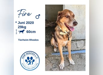 Feinfühliger und freundlicher Schäferhundmix FIRE sucht eine Familie!