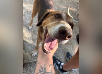 Feinfühliger und freundlicher Schäferhundmix FIRE sucht eine Familie!