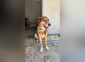 Feinfühliger und freundlicher Schäferhundmix FIRE sucht eine Familie!