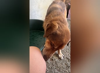 Feinfühliger und freundlicher Schäferhundmix FIRE sucht eine Familie!