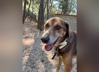 Feinfühliger und freundlicher Schäferhundmix FIRE sucht eine Familie!