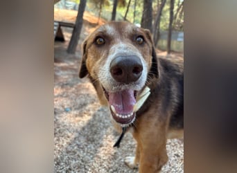 Feinfühliger und freundlicher Schäferhundmix FIRE sucht eine Familie!