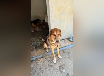 Feinfühliger und freundlicher Schäferhundmix FIRE sucht eine Familie!