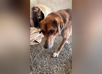 Feinfühliger und freundlicher Schäferhundmix FIRE sucht eine Familie!