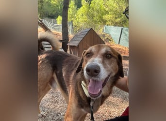 Feinfühliger und freundlicher Schäferhundmix FIRE sucht eine Familie!