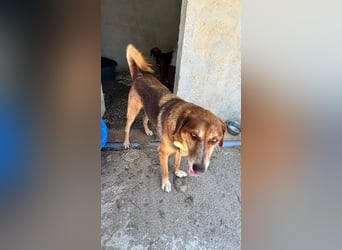 Feinfühliger und freundlicher Schäferhundmix FIRE sucht eine Familie!