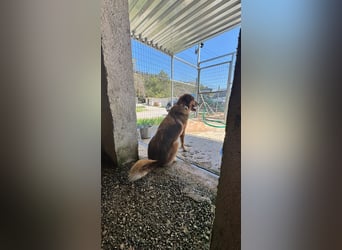 Feinfühliger und freundlicher Schäferhundmix FIRE sucht eine Familie!