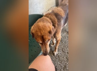 Feinfühliger und freundlicher Schäferhundmix FIRE sucht eine Familie!