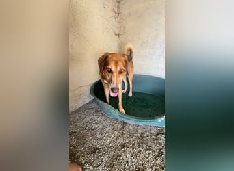 Feinfühliger und freundlicher Schäferhundmix FIRE sucht eine Familie!