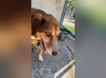Feinfühliger und freundlicher Schäferhundmix FIRE sucht eine Familie!