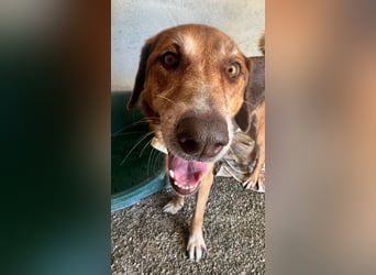Feinfühliger und freundlicher Schäferhundmix FIRE sucht eine Familie!