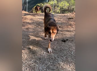 Feinfühliger und freundlicher Schäferhundmix FIRE sucht eine Familie!