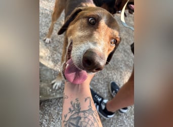 Feinfühliger und freundlicher Schäferhundmix FIRE sucht eine Familie!