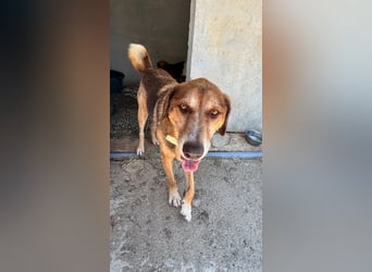 Feinfühliger und freundlicher Schäferhundmix FIRE sucht eine Familie!