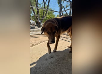 Feinfühliger und freundlicher Schäferhundmix FIRE sucht eine Familie!