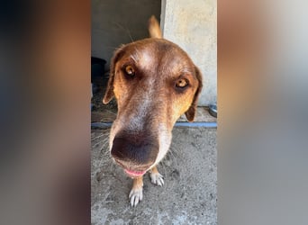 Feinfühliger und freundlicher Schäferhundmix FIRE sucht eine Familie!