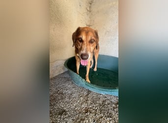 Feinfühliger und freundlicher Schäferhundmix FIRE sucht eine Familie!