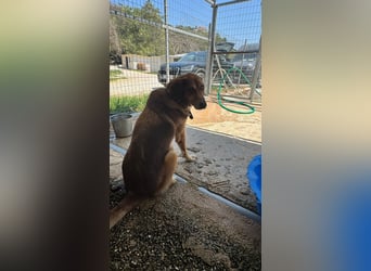 Feinfühliger und freundlicher Schäferhundmix FIRE sucht eine Familie!