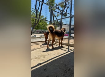 Feinfühliger und freundlicher Schäferhundmix FIRE sucht eine Familie!