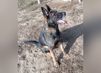 Larion KK - kluger und treuer Gefährte mit großem Herzen sucht seine Menschen