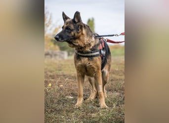 Borcsa SI - Gemütliche Dame sucht Anhang