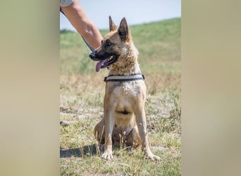 Cappy SI – treue Begleiterin sucht aktive Menschen ❤️