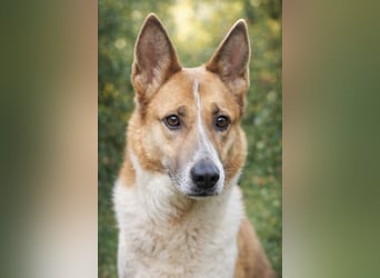 Flummi sucht sein Für-immer-Zuhause 