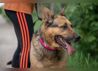 Rex – Ein stattlicher Schäferhund wartet auf sein großes Glück ❤️