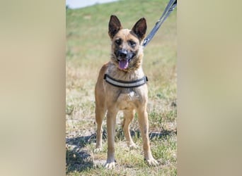 Cappy SI – treue Begleiterin sucht aktive Menschen ❤️