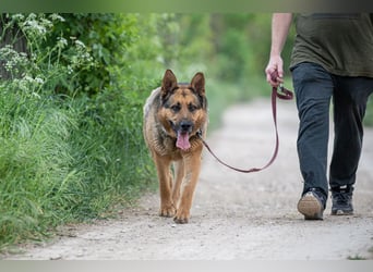 Rex – Ein stattlicher Schäferhund wartet auf sein großes Glück ❤️