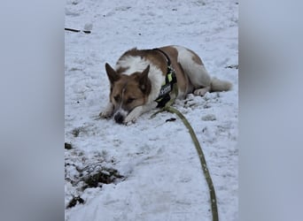 Flummi sucht sein Für-immer-Zuhause 