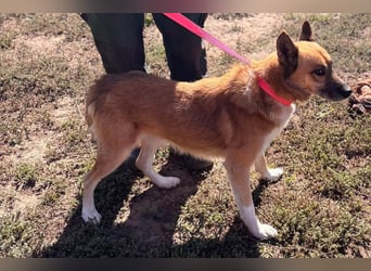Leo – Ein charismatischer Schäferhund-Husky-Mix sucht sein Abenteuer ✨