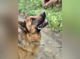 Zigi BE – junger Schäferhund mit großem Potenzial sucht seine Menschen 