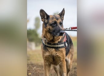 Borcsa SI - Gemütliche Dame sucht Anhang